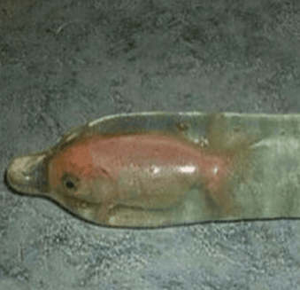 Fish in Condom Memecoin on Solana