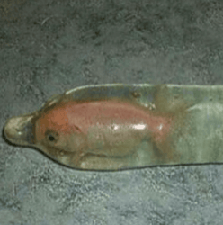 Fish in Condom Memecoin on Solana